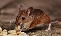 24 Hour & Emergency Exterminators in N Lewisburg, OH